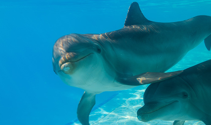 Nado con delfines en Cancún 
